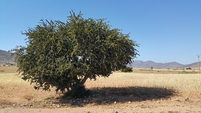 Árbol Argania Spinosa