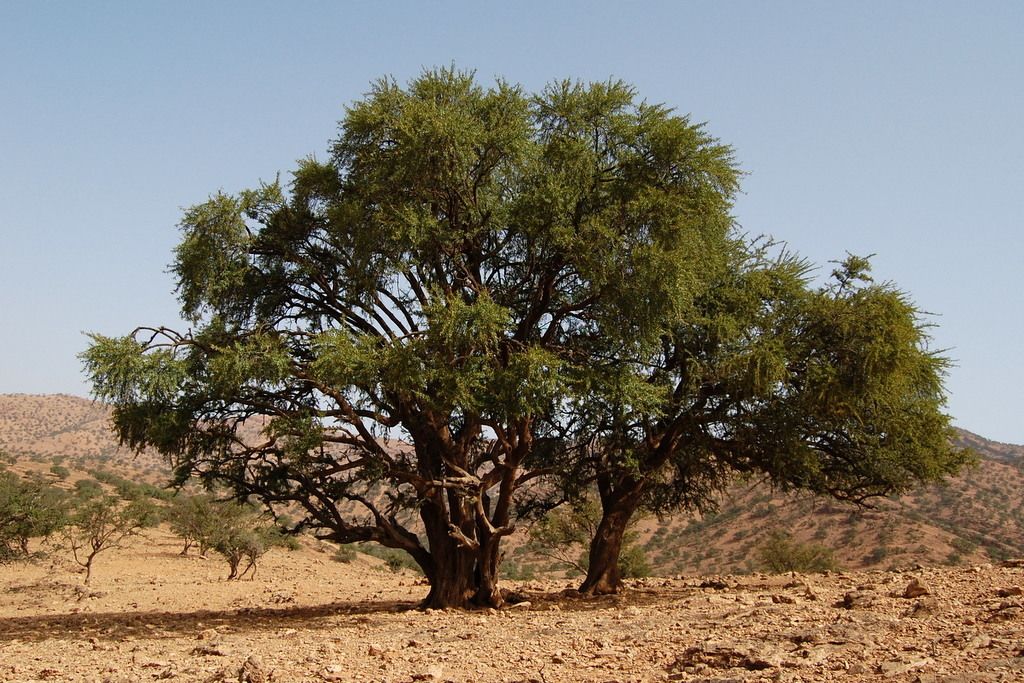 Argania Spinosa