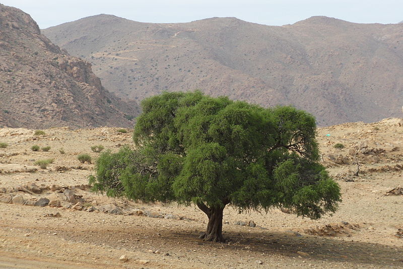 Árbol de argán