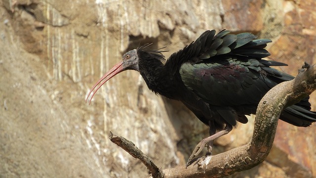 Ibis Eremita