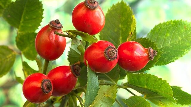 Los mejores aceites para el cuerpo.rosa mosqueta